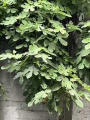 Magnoliopsida