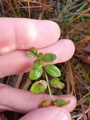 Epilobium chionanthum