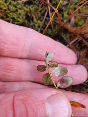 Epilobium chionanthum