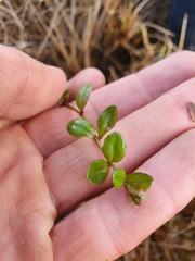 Epilobium chionanthum