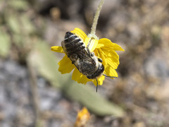 Megachile canariensis