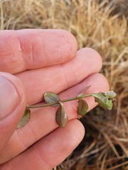 Epilobium chionanthum