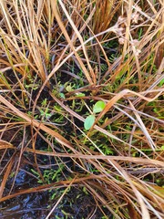 Epilobium chionanthum
