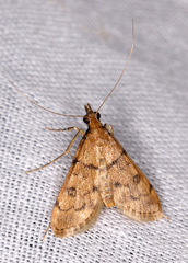 Dolicharthria daralis