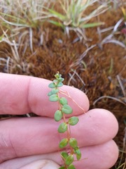 Epilobium chionanthum