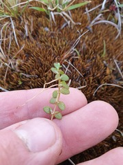 Epilobium chionanthum