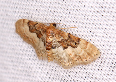Idaea completa