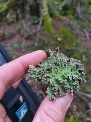 Pseudocyphellaria granulata