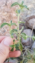Ditaxis serrata