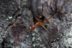 Leptomyrmex rufipes