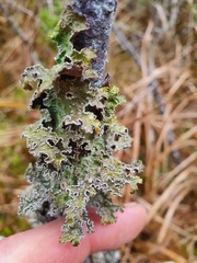 Pseudocyphellaria granulata