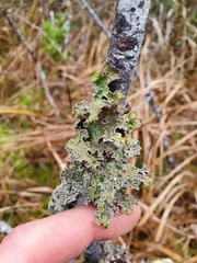 Pseudocyphellaria granulata