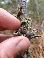 Pseudocyphellaria granulata