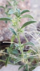 Ditaxis serrata