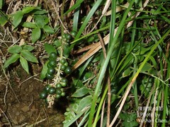 Liriope graminifolia