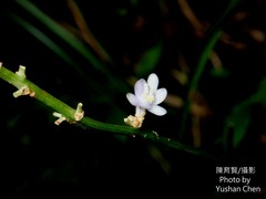 Liriope graminifolia
