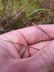 Carex punicea