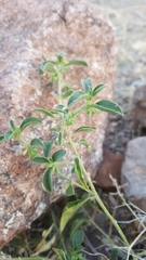 Ditaxis serrata