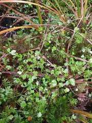 Ranunculus ternatifolius