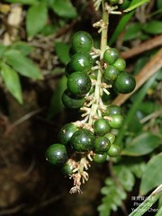 Liriope graminifolia
