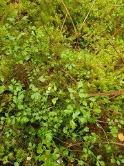 Ranunculus ternatifolius