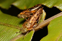 Pseudaphronella jactator