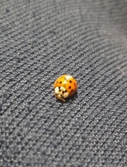 Harmonia axyridis