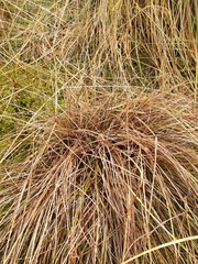 Carex dipsacea
