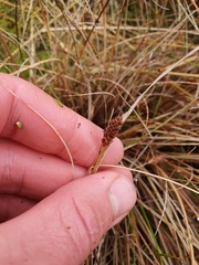 Carex dipsacea