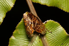 Pseudaphronella jactator