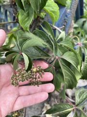 Parthenocissus quinquefolia