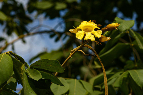 Markhamia obtusifolia image