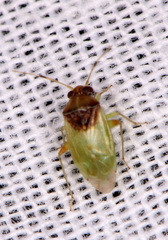 Pinalitus conspurcatus
