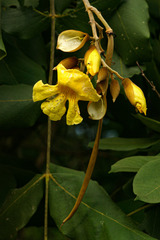 Markhamia obtusifolia image