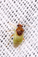 Pinalitus conspurcatus