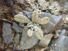 Myosotis brevis