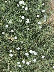 Convolvulus arvensis