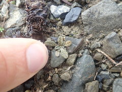 Myosotis brevis