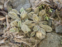 Myosotis brevis