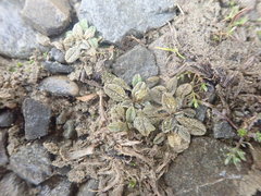 Myosotis brevis
