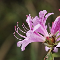 Rhododendron breviperulatum