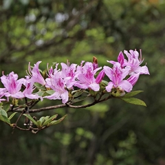 Rhododendron breviperulatum