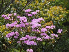 Rhododendron breviperulatum