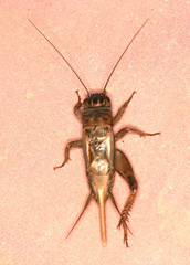 Eumodicogryllus bordigalensis