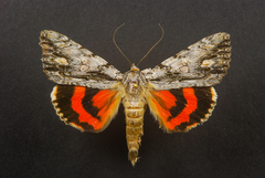 Catocala coccinata