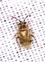 Eurystylus bellevoyei
