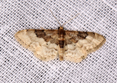 Idaea completa