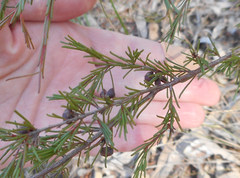 Dillwynia tenuifolia