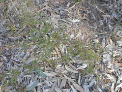Dillwynia tenuifolia