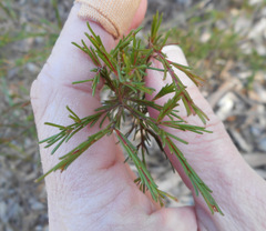 Dillwynia tenuifolia